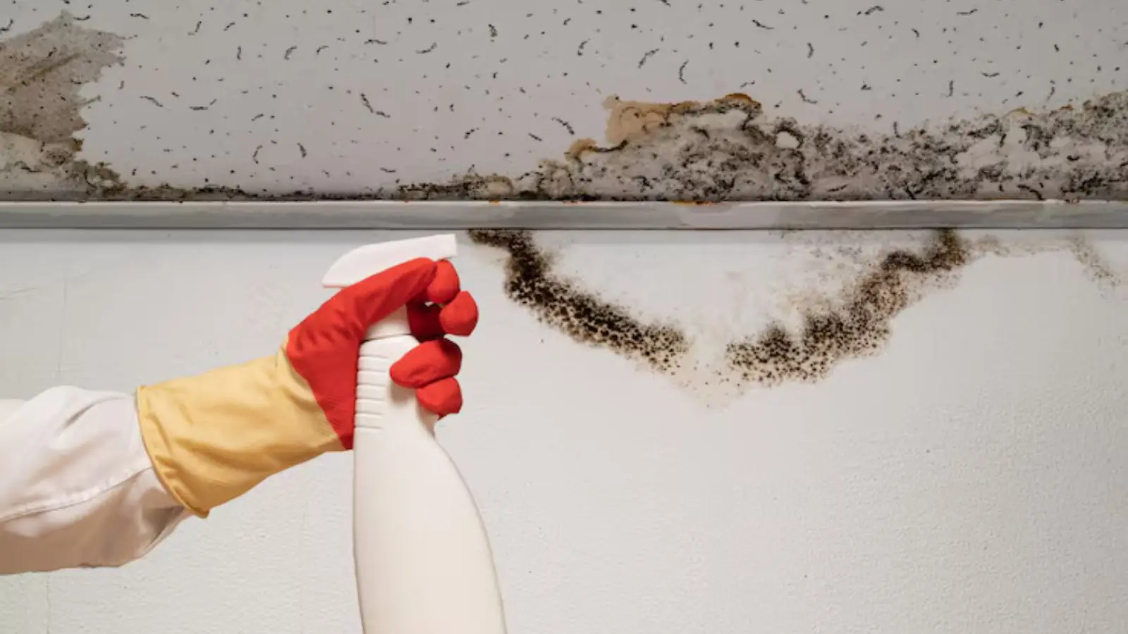Black mold along a ceiling edge with a gloved hand holding a spray bottle