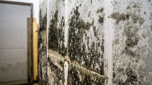 Dark mold growth across a wall in a low enclosed space