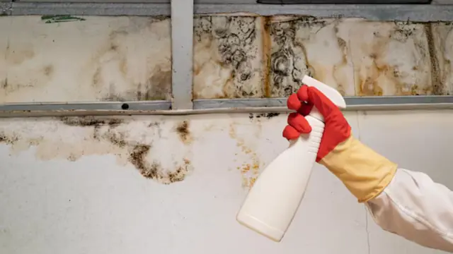 Mold staining on wall framing with a gloved hand holding a spray bottle