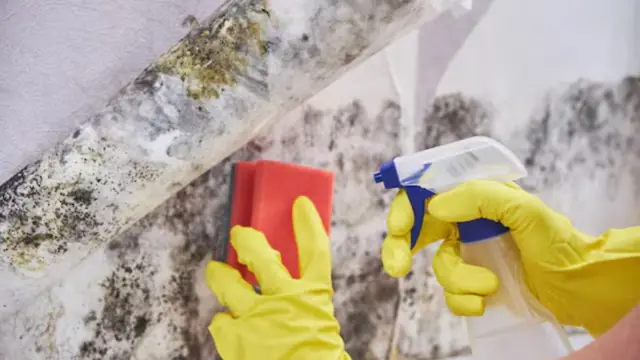 Gloved hands holding a sponge and spray bottle against a moldy surface